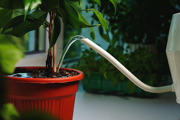 포토 JPG 해외이미지 식물 꽃 화분 화초 가사 꽃무늬 주택 사람 취미 사람없음 초록색 물 방 성장 냄비 꽃집 부드러움 돌봄 온실 해외202309 해외포토 자연요소 컬러 무늬 모션 건물 상점 감각 솥 파일형식