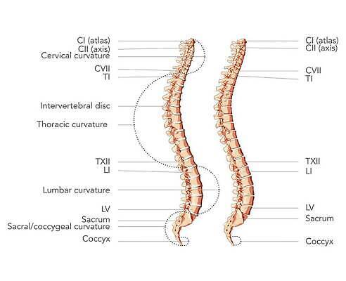 EPS 해외이미지 모양 실루엣 포즈 일러스트 해부 뼈 골격 병원 사람 약 머리 기둥 디스크 플랫 코드 지압 척추 생물학 시스템 목 팔 테라피 바비큐립 궤 팔꿈치 벡터 해외202309 해외일러스트 교육 건축 의학 촬영기법 신체부위 뷰티 마사지 질병 바비큐 파일형식