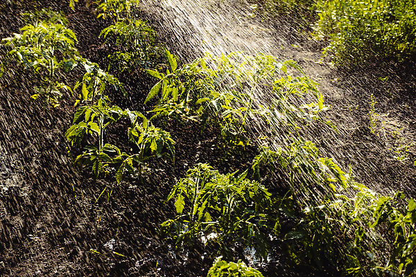 포토 JPG 해외이미지 식물 계절 지구 잎 밭 농업 토마토 채소 사람없음 초록색 물 농작물 농장 농경지 새싹 정원 흙 봄 흐름 성장 물방울 신선 업무 붓기 물주기 유기농 원예 스프레이 분무기 호스 돌봄 뒤뜰 땅바닥 모종 묘목 밭일 스프링쿨러 심기 세련 해외202309 해외포토 자연요소 나무 웰빙 산업 컬러 컨셉 모션 바닥 취미 작업 파일형식
