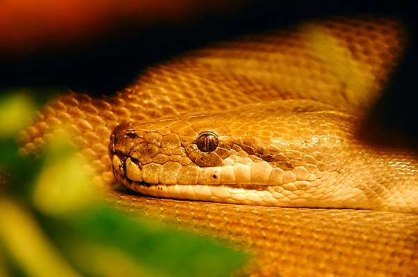 포토 JPG 해외이미지 동물 척추동물 1 컬러 백그라운드 패턴 곡선 오렌지 파충류 자연 생물 실내 동물원 종류 사람없음 가로 반려동물 뷰티 갈색 머리 뱀 황금 닫기 위험 공격 묘사 눈금 생물학 멸종 붓꽃 기어가기 버마 이국적 해외202309 해외포토 교육 꽃 선 컨셉 무늬 과일 모션 내부 신체부위 생태계 파일형식