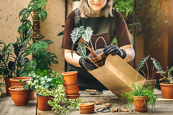 포토 JPG 해외이미지 식물 라이프스타일 여자 꽃 화분 종이 장갑 가방 비즈니스 노동자 주택 직장 실내 한명 사람 성인 쇼핑 상점 앞치마 놀이방 흰색 잡기 도자기 작업실 보호 구매 냄비 작음 꽃집 서비스 패키지 고무 소매 주인 분재 짐싸기 심기 온실 원예사 해외202309 해외포토 나무 직업 1 잡화 컬러 컨셉 회사 모션 내부 건물 생활 솥 크기 파일형식