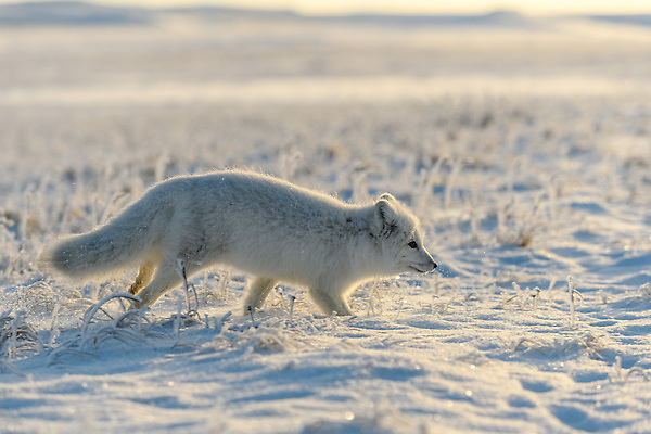 포토 JPG 해외이미지 한마리 야생동물 사람없음 걷기 설원 추위 북극 북극여우 툰드라지방 해외202309 해외포토 동물 1 모션 눈_날씨 극지방 여우 북극해 파일형식