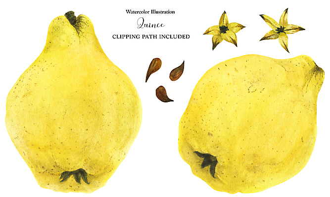 JPG 해외이미지 과일 일러스트 씨앗 사람없음 노란색 해외202309 마르멜루 해외일러스트 식물 컬러 파일형식