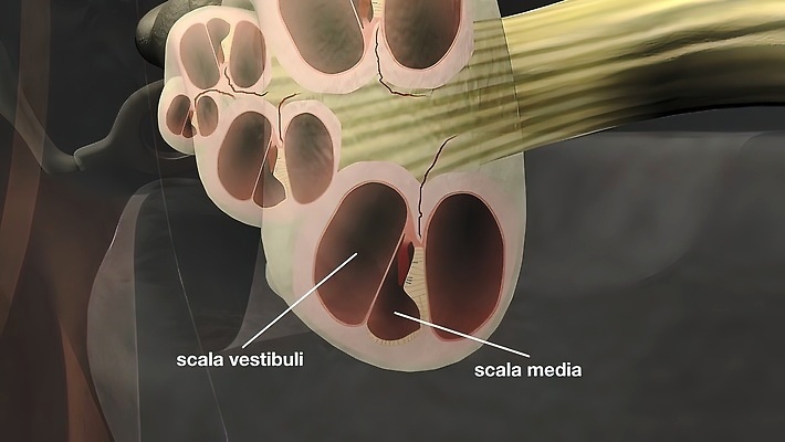 포토 JPG 해외이미지 건축물 디자인 파도 과학 십자가 일러스트 부분 해부 미술 사람 사람없음 야외 내부 3D 소리 듣기 구멍 감각 오르간 중앙 그림 생물학 귀 운하 튜브 청각 유체 해외202309 해외포토 교육 건축 바다 의학 모션 문화예술 신체부위 건반악기 디지털합성 파일형식