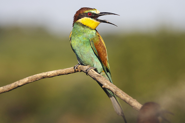 포토 JPG 해외이미지 나무 동물 공원 꽃 야생동물 컬러 무지개 자연 조류 생물 멕시코 사람없음 야외 빨간색 초록색 파란색 컬러풀 뷰티 노란색 환경 검은색 흰색 나뭇가지 보호 숲 작음 깃털 꼬리 부리 내추럴 니카라과 동물상 생태학 이국적 해외202309 해외포토 자연요소 식물 공공시설 교육 컨셉 북아메리카 조형물 남아메리카 크기 생태계 파일형식