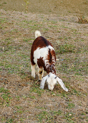 포토 JPG 해외이미지 동물 어린이 밭 농업 자연 염소 사람없음 야외 농장 가축 봄 산책 흰색 시골 아기 방목 밭일 해외202309 해외포토 계절 산업 컬러 포유류 휴식 사람 축산업 생태계 파일형식