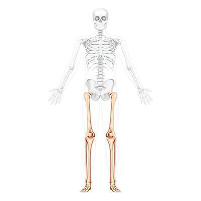EPS 해외이미지 모델 손 여자 남자 과학 신체 일러스트 뼈 골격 건강 사람 세트 약 머리 3D 플랫 엉덩이 흉부 수집 척추 생물학 시스템 팔 바비큐립 고립 양발 해골모형 벡터 해외202309 해외일러스트 교육 의학 신체부위 모형 호흡기관 바비큐 디지털합성 파일형식