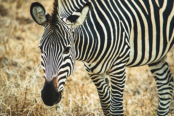 포토 JPG 해외이미지 동물 공원 야생동물 여행 패턴 포유류 아프리카 자연 초식동물 코끼리 사람없음 뷰티 검은색 줄무늬 임신 흰색 황무지 군중 사자 사파리 독수리 얼룩말 케냐 남쪽 나미비아 말라위 보츠와나 사바나 세렝게티 잠비아 전국 탄자니아 평야 해외202309 해외포토 공공시설 나라 컬러 무늬 조류 사람 말_동물 방향 생태계 남아프리카 파일형식