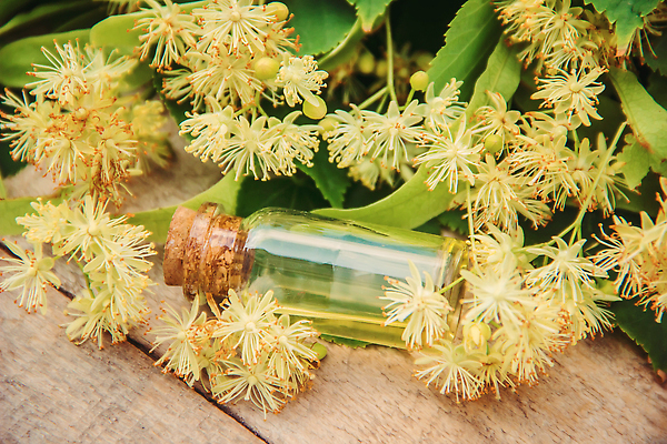 포토 JPG 해외이미지 꽃 백그라운드 자연 사람없음 뷰티 신선 오일 내추럴 해외202309 해외포토 식물 음식 화장품 생태계 파일형식