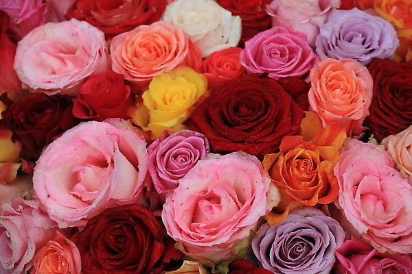 포토 JPG 해외이미지 백그라운드 사람없음 컬러풀 장미 해외202309 해외포토 꽃 컬러 파일형식