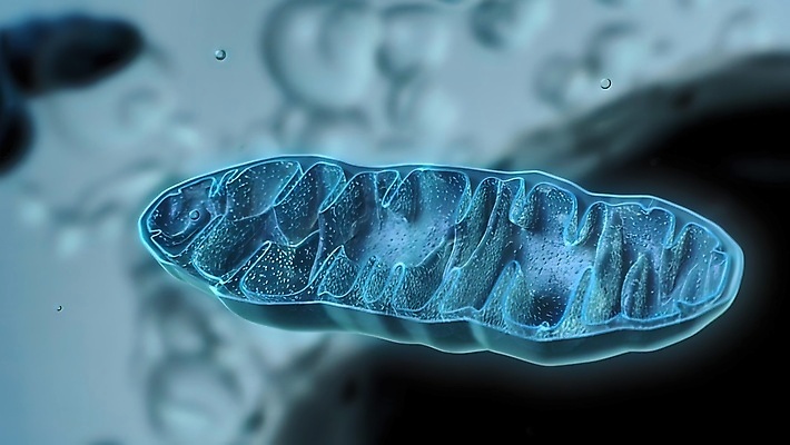 포토 JPG 해외이미지 주간 식물 디자인 음식 과학 백그라운드 과일 일러스트 공 자연 탁자 추상 부활절 세포 실내 건강 사람 사람없음 야외 가로 물 빛 컬러풀 뷰티 약 정원 경쟁 젖음 게임 축하 신선 달콤 떨어짐 작음 그림 생물학 시스템 고립 해외202309 해외일러스트 자연요소 교육 기념일 컬러 가구 컨셉 무늬 의학 놀이 내부 맛 크기 생태계 파일형식