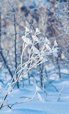 포토 JPG 해외이미지 나무 식물 계절 공원 꽃 컬러 백그라운드 잎 크리스마스 겨울 밭 자연 아침 날씨 추상 새해 사람없음 야외 파란색 빛 햇빛 뷰티 환경 정원 냉동 얼음 침묵 추위 흰색 나뭇가지 신용카드 눈송이 숲 12월 크리스탈 서리 장면 온도 내추럴 2월 눈내림 해외202309 해외포토 주간 자연요소 공공시설 기념일 무늬 농업 눈_날씨 금융 태양 소리 날짜 광석 생태계 파일형식