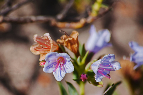 포토 JPG 해외이미지 식물 꽃잎 꽃 분홍색 컬러 백그라운드 꽃무늬 자연 아침 사람없음 초록색 빛 햇빛 뷰티 정원 보라색 봄 벚꽃 신선 빗방울 원예 내추럴 남아프리카 케이프타운 폭풍우 해외202309 해외포토 주간 계절 무늬 아프리카 취미 태양 비_날씨 자연재해 생태계 남아프리카공화국 파일형식