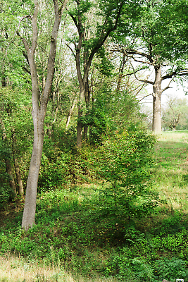 포토 JPG 해외이미지 나무 계절 공원 길 여행 백그라운드 잎 자연 하늘 아침 날씨 이끼 사람없음 야외 목재 초록색 파란색 빛 컬러풀 햇빛 태양 뷰티 환경 맑음 봄 안개 소나무 황무지 숲 장면 공상 내추럴 땅바닥 옛날 해외202309 해외포토 주간 자연요소 식물 공공시설 컬러 재료 바닥 생태계 파일형식