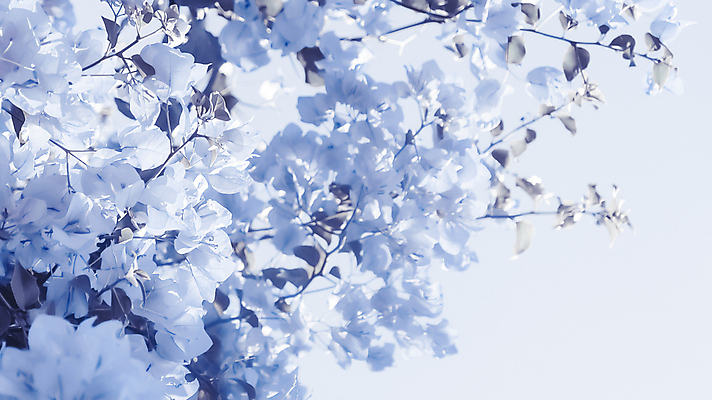 포토 JPG 해외이미지 꽃 백그라운드 나뭇잎 사람없음 파란색 나뭇가지 카피스페이스 해외202309 해외포토 나무 식물 컬러 잎 공백 파일형식