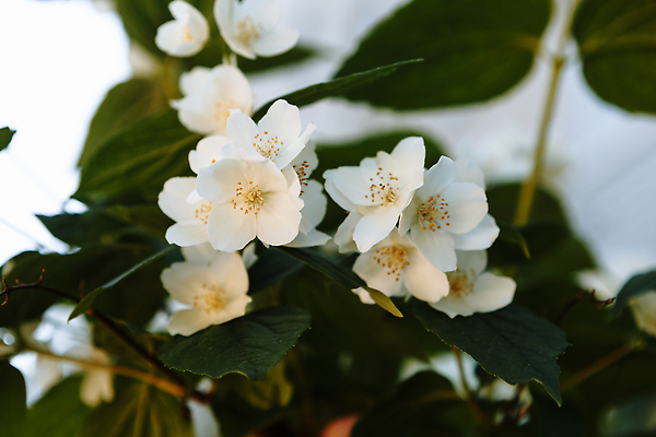 포토 JPG 해외이미지 나무 식물 계절 꽃잎 꽃 컬러 잎 꽃무늬 자연 날씨 새로움 사람없음 야외 초록색 여름 뷰티 정원 봄 벚꽃 나뭇가지 신선 개화 내추럴 해외202309 해외포토 컨셉 무늬 생태계 파일형식