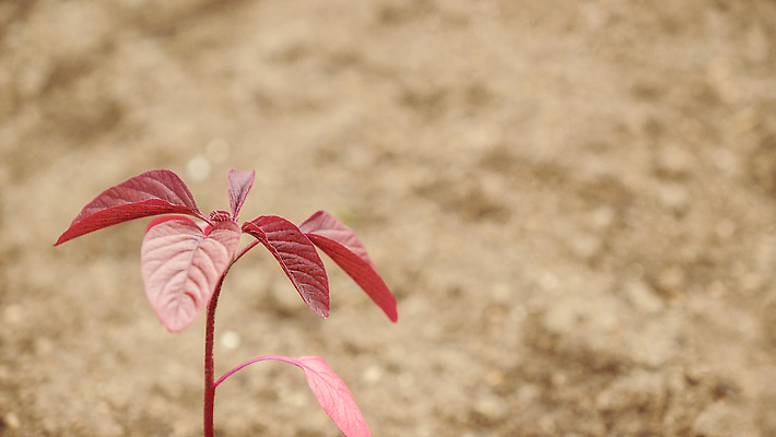 포토 JPG 해외이미지 나무 식물 손 계절 음식 백그라운드 잎 밭 농업 채소 자연 새로움 건강 옥수수 씨앗 사람없음 야외 초록색 농작물 농장 농경지 새싹 환경 정원 흙 봄 성장 시골 신선 잡기 작음 땅 유기농 원예 먼지 내추럴 돌봄 땅바닥 모종 밭일 생태학 세련 해외202309 해외포토 웰빙 교육 산업 컬러 컨셉 모션 곡류 바닥 취미 신체부위 크기 생태계 파일형식