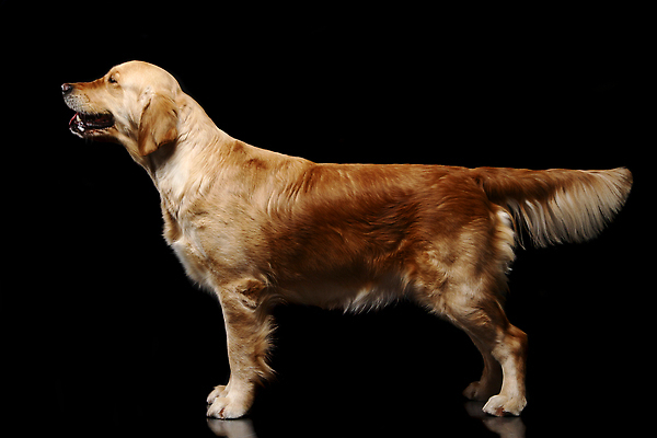 포토 JPG 해외이미지 동물 응시 행복 감정 백그라운드 포유류 자연 실내 사랑 서기 사람없음 반려동물 갈색 검은색 우정 표현 황금 개 리트리버 작음 래브라도리트리버 집중 손목시계 크림 묘사 송곳니 기르기 동반자 유래 충실 순혈 해외202309 해외포토 시선 시계 컬러 컨셉 장신구 모션 내부 친구 치아 크기 생태계 돌봄 파일형식