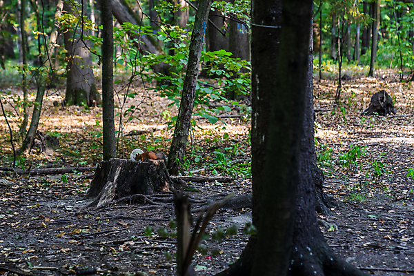 포토 JPG 해외이미지 나무 동물 1 디자인 공원 야생동물 백그라운드 잎 오렌지 장난 포유류 자연 생물 털 미술 사람없음 야외 목재 빨간색 초록색 뷰티 갈색 회색 견과류 흰색 나뭇가지 아기 설치류 숲 작음 만화 모피 먹기 심볼 꼬리 다람쥐 도토리 솜털 서식지 내추럴 해외202309 해외포토 식물 공공시설 컬러 과일 재료 모션 문화예술 사람 크기 생태계 파일형식