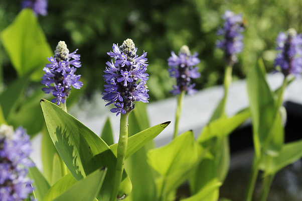 포토 JPG 해외이미지 꽃 분홍색 자연 사람없음 초록색 정원 작음 해외202309 해외포토 식물 컬러 크기 생태계 파일형식