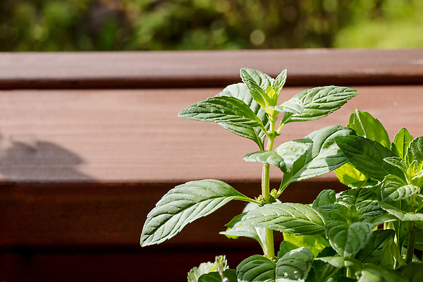 포토 JPG 해외이미지 식물 음식 컬러 잎 채소 재료 자연 탁자 건강 요리 사람없음 목재 초록색 약 우주 정원 수확 흰색 시골 신선 양념 차 맛 약초 다발 민트 허브 향신료 유기농 원예 향기 아로마 향 아로마테라피 내추럴 나무배경 스피아민트 해외202309 해외포토 나무 웰빙 음료 가구 백그라운드 컨셉 농업 의학 취미 풀_식물 생태계 냄새 테라피 향미료 파일형식