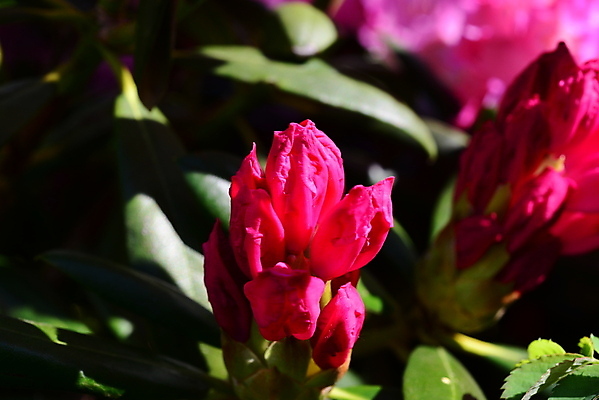 포토 JPG 해외이미지 식물 공원 꽃잎 꽃 분홍색 잎 자연 사람없음 야외 뷰티 정원 벚꽃 진달래 해외202309 해외포토 공공시설 컬러 생태계 파일형식
