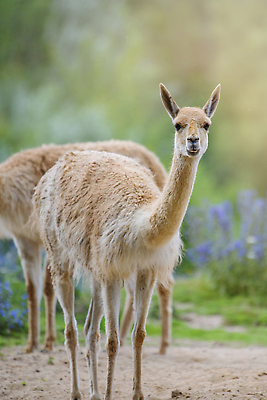 포토 JPG 해외이미지 동물 야생동물 여행 백그라운드 포유류 자연 하늘 산 서기 사람없음 야외 태양 뷰티 갈색 맑음 일몰 황무지 저녁 먹기 언덕 에콰도르 남쪽 아르헨티나 내추럴 양모 라마 볼리비아 알파카 페루 해외202309 해외포토 자연요소 컬러 모션 날씨 아메리카 노을 직물 남아메리카 야간 방향 생태계 파일형식