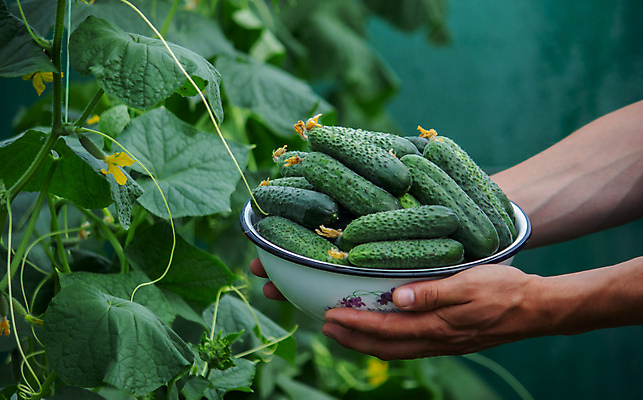 포토 JPG 해외이미지 식물 계절 음식 백그라운드 잎 농업 다이어트 채소 재료 자연 오이 건강 사람 사람없음 초록색 농작물 농장 정원 수확 성장 시골 신선 잡기 사발 시장 농부 수집 먹기 유기농 원예 날것 내추럴 밭일 숙성 온실 채식주의자 해외202309 해외포토 직업 웰빙 산업 컬러 모션 취미 사기그릇 생태계 채식 파일형식