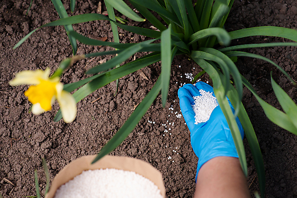 포토 JPG 해외이미지 식물 손 꽃 장갑 농업 가방 자연 취미 사람없음 초록색 정원 흙 성장 벚꽃 잡기 업무 낟알 유기농 수선화 땅바닥 심기 해외202309 해외포토 웰빙 잡화 산업 컬러 모션 바닥 신체부위 작업 생태계 파일형식