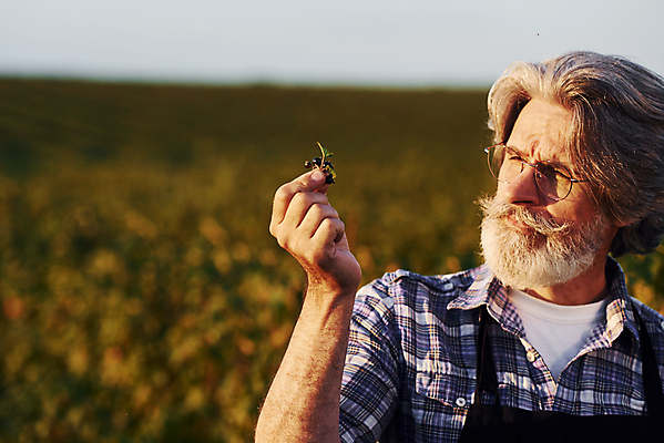 포토 JPG 해외이미지 열매 노년 남자 밭 농업 한명 들기 상반신 앞모습 농경지 농사 수확 시골 농부 베리 노인남자한명만 안경낌 해외202309 해외포토 식물 직업 1 산업 안경 뷰포인트 과일 모션 사람 성인 농장 남자한명만 노인남자만 파일형식