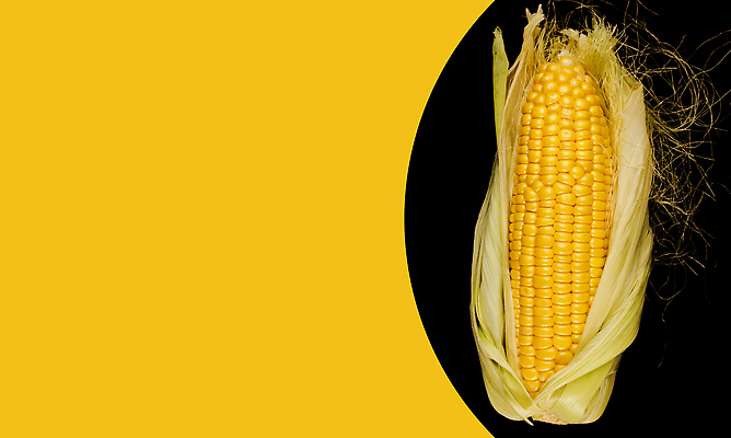 포토 JPG 해외이미지 식물 계절 음식 줄기 컬러 백그라운드 잎 밭 농업 다이어트 채소 재료 자연 건강 옥수수 요리 사람없음 초록색 여름 농작물 농장 노란색 어둠 활발 수확 껍질 흰색 신선 황금 달콤 낟알 자르기 시리얼 먹기 유기농 질감 양배추 날것 내추럴 밭일 숙성 채식주의자 비건 해외202309 해외포토 웰빙 산업 컨셉 모션 곡류 맛 생태계 채식 파일형식