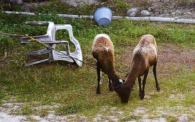 포토 JPG 해외이미지 동물 컬러 여행 밭 농업 포유류 자연 염소 멕시코 털 뿔 잔디 사람없음 야외 초록색 반려동물 농장 미국 가축 목장 우유 흰색 시골 양 소 군중 작음 방목 양고기 내추럴 밭일 찰과상 해외202309 해외포토 식물 산업 북아메리카 유제품 육류 사람 축산업 상처 크기 생태계 파일형식
