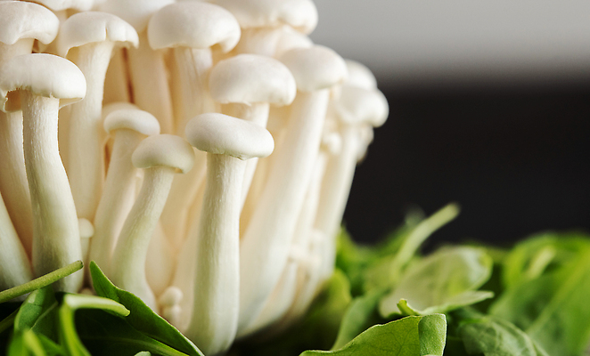 포토 JPG 해외이미지 식물 음식 백그라운드 채소 재료 건강 요리 동양인 사람없음 갈색 일본 버섯 흰색 신선 그룹 다발 유기농 날것 성분 내추럴 곰팡이 단백질 식용 영양소 채식주의자 비건 해외202309 해외포토 웰빙 아시아 컬러 인종 채식 파일형식