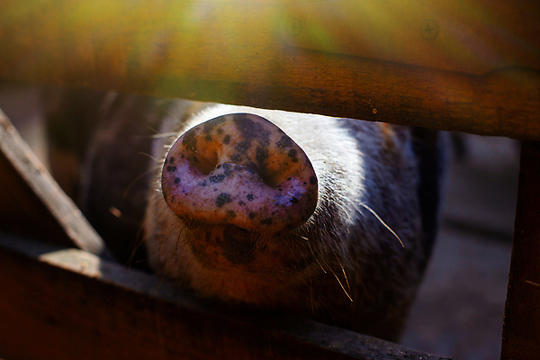 포토 JPG 해외이미지 동물 산업 얼굴 음식 분홍색 백그라운드 밭 농업 포유류 자연 건강 육류 돼지고기 사람없음 야외 목재 울타리 반려동물 농장 펜 머리 검은색 가축 흰색 시골 돼지 그룹 닫기 냄새 각도 주둥이 외양간 기르기 밭일 해외202309 해외포토 나무 컬러 식재료 재료 모션 신체부위 담장 필기구 생태계 돌봄 파일형식