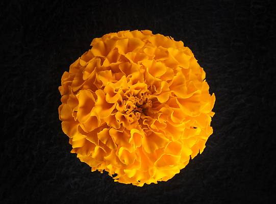 포토 JPG 해외이미지 꽃 사람없음 하이앵글 검은색 화려 해외202309 해외포토 식물 뷰포인트 컬러 컨셉 파일형식