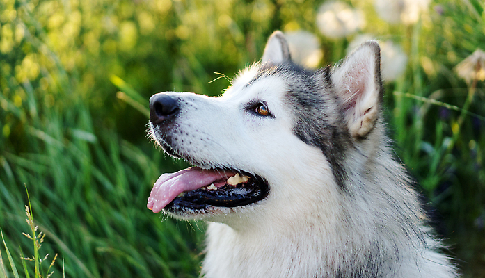포토 JPG 해외이미지 동물 응시 공원 얼굴 포유류 자연 사람없음 야외 초록색 반려동물 뷰티 검은색 기쁨 흰색 개 큼 모피 남극 늑대 알래스카 몸단장 송곳니 기르기 동반자 유래 순혈 해외202309 해외포토 시선 공공시설 감정 컬러 신체부위 미국 치아 크기 극지방 생태계 돌봄 파일형식