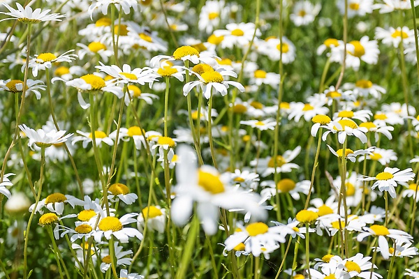 포토 JPG 해외이미지 식물 계절 꽃잎 꽃 화분 백그라운드 꽃무늬 밭 자연 벽지 풍경 사람없음 야외 초록색 여름 뷰티 노란색 환경 정원 봄 들꽃 성장 벚꽃 흰색 전원 침대 신선 허브 데이지 내추럴 캐모마일 해외202309 해외포토 컬러 가구 무늬 농업 전기에너지 생태계 파일형식