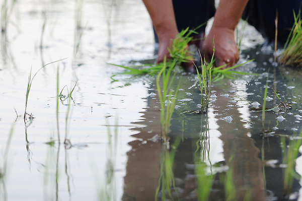 포토 JPG 해외이미지 손 한명 성인 신체부위 새싹 하반신 성장 쌀 농부 모내기 논밭 심기 성인한명만 해외포토 식물 직업 1 밭 농업 모션 곡류 논 사람 성인만 파일형식