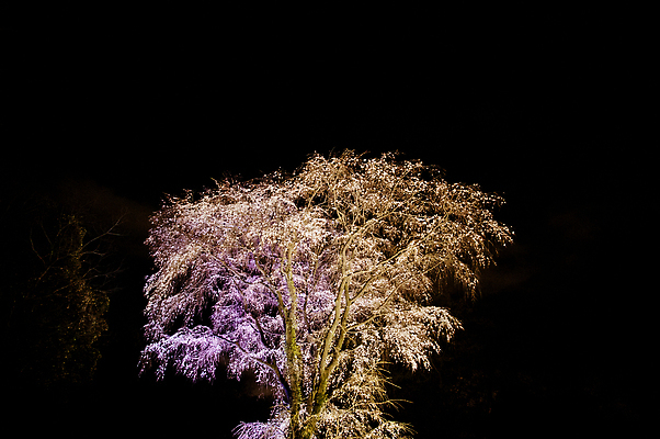 포토 JPG 해외이미지 나무 식물 계절 공원 꽃잎 꽃 아시아 분홍색 백그라운드 잎 꽃무늬 자연 벽지 하늘 새로움 사람없음 야외 컬러풀 뷰티 정원 일본 봄 성장 벚꽃 흰색 나뭇가지 신선 개화 체리 우아함 닫기 도쿄 야간 4월 장면 부드러움 내추럴 해외202309 해외포토 자연요소 공공시설 나라 컬러 컨셉 무늬 과일 모션 감각 날짜 생태계 파일형식
