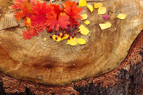 포토 JPG 해외이미지 나무 계절 공원 열매 컬러 백그라운드 컨셉 단풍 잎 캐나다 자연 벽지 표면 풍경 사람없음 야외 목재 장식 빨간색 뷰티 갈색 노란색 환경 가을 소나무 가장자리 소프트포커스 숲 9월 11월 심볼 질감 추수감사절 10월 내추럴 엘리먼트 카피스페이스 해외202309 해외포토 식물 공공시설 기독교 북아메리카 재료 촬영기법 공백 날짜 둘레 생태계 파일형식