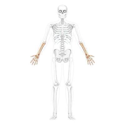 EPS 해외이미지 모델 손 신체 일러스트 해부 뼈 골격 건강 사람 세트 약 머리 3D 고통 화물 플랫 수집 손목 척추 생물학 시스템 팔 고립 골절 궤 양발 팔꿈치 해골모형 벡터 해외202309 해외일러스트 교육 감정 의학 신체부위 모형 운송업 디지털합성 파일형식 산업