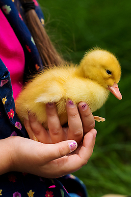 포토 JPG 해외이미지 동물 백인 라이프스타일 손 공원 여자 행복 어린이 백그라운드 컨셉 자연 놀이 조류 오리 미소 사람 사람없음 야외 초록색 여름 반려동물 뷰티 노란색 정원 표현 잡기 작음 부드러움 조심 솜털 해외202309 해외포토 서양인 계절 공공시설 감정 컬러 모션 표정 생활 신체부위 감각 크기 생태계 파일형식