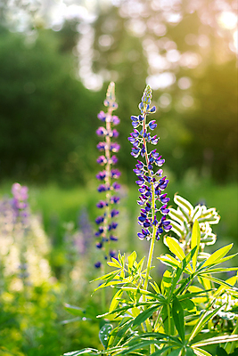 포토 JPG 해외이미지 식물 꽃 백그라운드 자연 사람없음 야외 초록색 태양 보라색 일몰 봄 저녁 제비꽃 크리스마스이브 해외202309 해외포토 자연요소 계절 컬러 크리스마스 노을 야간 생태계 파일형식