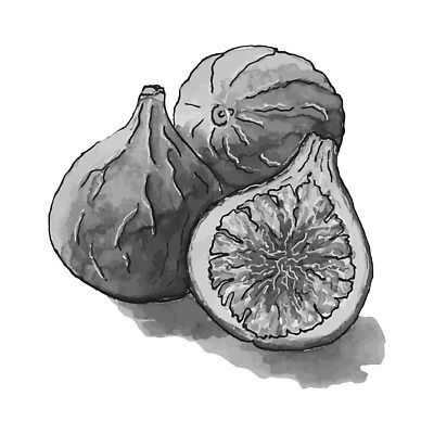 EPS 해외이미지 식물 손 음식 조각 다이어트 과일 일러스트 재료 자연 디저트 흑백 건강 미술 그래픽 페인트 신선 달콤 맛 스케치 오브젝트 그림 유기농 손그림 판화 무화과 내추럴 고립 숙성 엘리먼트 이국적 채식주의자 벡터 비건 맛있는 해외202309 해외일러스트 웰빙 컨셉 문화예술 촬영기법 신체부위 생태계 채식 파일형식