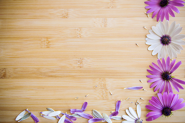 포토 JPG 해외이미지 나무 디자인 계절 꽃잎 꽃 분홍색 컬러 백그라운드 꽃무늬 과일 텍스트 자연 엄마 휴가 프레임 선물 사랑 사람없음 장식 뷰티 정원 보라색 스파 봄 벚꽃 흰색 축하 인사 신선 신용카드 생일 개화 다발 원예 감사 데이지 엽서 거베라 내추럴 고립 많음 해외202309 해외포토 식물 기념일 감정 컨셉 무늬 가족 취미 금융 예절 편지 생태계 파일형식