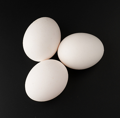 포토 JPG 해외이미지 동물 음식 컬러 백그라운드 컨셉 농업 다이어트 재료 자연 부활절 건강 요리 사람없음 농장 갈색 우주 계란 검은색 치킨 어둠 회색 성장 껍질 흰색 신선 닫기 아침식사 싱글 유기농 날것 칼로리 노른자 내추럴 개발 고립 단백질 삶기 생식 암탉 처음 해외202309 해외포토 웰빙 기념일 산업 모션 알 식사 닭 암컷 생태계 닭고기요리 영양소 파일형식