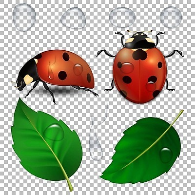 EPS 해외이미지 클립아트 나무 동물 꽃 야생동물 컬러 곤충 백그라운드 잎 일러스트 자연 초록색 물 여름 세트 봄 거품 물방울 닫기 만들기 무당벌레 고립 현실 해외202309 해외일러스트 자연요소 식물 계절 모션 생태계 파일형식 벡터