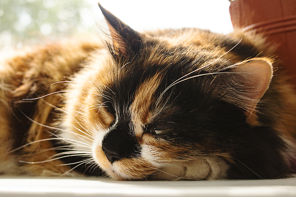 포토 JPG 해외이미지 사람없음 반려동물 눕기 귀여움 눈감음 고양이 안락 해외202309 해외포토 동물 컨셉 포유류 모션 파일형식