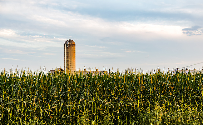 포토 JPG 해외이미지 산업 잎 밭 농업 자연 하늘 옥수수 풍경 사람없음 건물 초록색 여름 파란색 농작물 농장 탑 맑음 미국 수확 시골 원형 역사 보호 큼 컨테이너 땅 복고 귀 외양간 랜드마크 사일로 옛날 해외202309 해외포토 도형 식물 건축물 계절 컬러 컨셉 북아메리카 날씨 곡류 신체부위 크기 생태계 파일형식