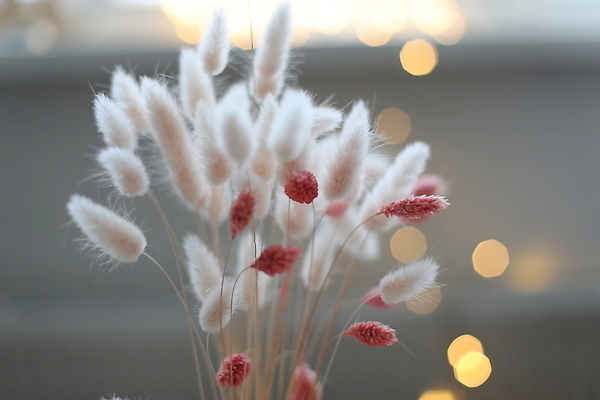 포토 JPG 해외이미지 식물 디자인 배너 꽃 꽃다발 컨셉 꽃무늬 패턴 자연 벽지 추상 전등 건조 사랑 사람없음 내부 장식 빛 화환 봄 낭만 들꽃 벚꽃 시골 토끼 개화 우아함 소프트포커스 허브 묘사 질감 꼬리 보케 부드러움 내추럴 정물화 파스텔톤 스타일 카피스페이스 미니멀 해외202309 해외포토 계절 감정 컬러 무늬 포유류 조명 촬영기법 반려동물 공백 감각 그림 생태계 파일형식